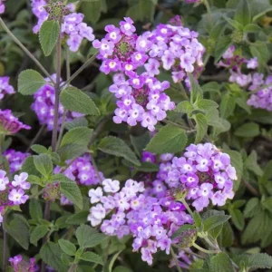 Trailing Lavender Lantana Live Plant Set – 3 Plants, 4-6