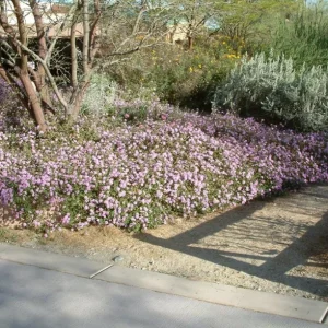 Trailing Lavender Lantana Live Plant Set – 3 Plants, 4-6