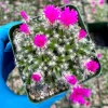 Trichodiadema Densum Succulent Live Plant – Desert Rose in 4 inch Pot – Indoor Flowering Plant - Image 1