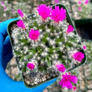 Trichodiadema Densum Succulent Live Plant – Desert Rose in 4 inch Pot – Indoor Flowering Plant - Image 1