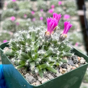 Trichodiadema Densum Succulent Live Plant – Desert Rose in 4 inch Pot – Indoor Flowering Plant - Image 2