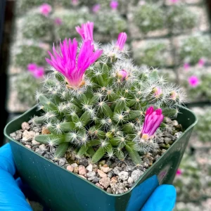 Trichodiadema Densum Succulent Live Plant – Desert Rose in 4 inch Pot – Indoor Flowering Plant - Image 3
