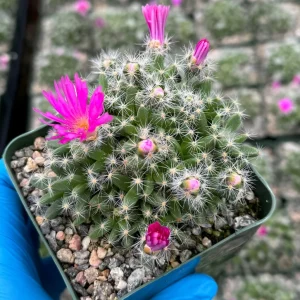 Trichodiadema Densum Succulent Live Plant – Desert Rose in 4 inch Pot – Indoor Flowering Plant - Image 4