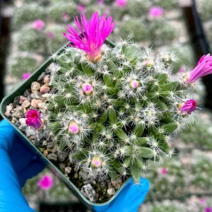 Trichodiadema Densum Succulent Live Plant – Desert Rose in 4 inch Pot – Indoor Flowering Plant - Image 5
