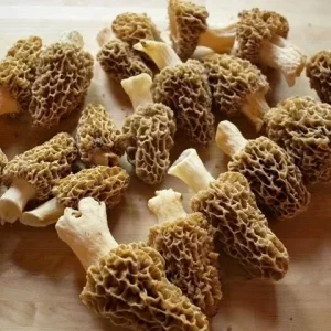 True Morel Mushroom Spores / Spawn Mycelium (on Dried Seeds) for Cultivation - Image 2