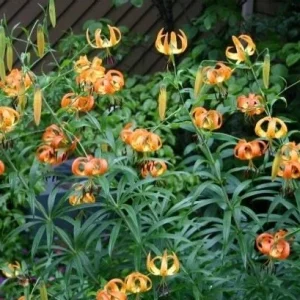 Turk's Cap Lily Bulbs - Lilium superbum - 5 Bare Root Bulbs - Outdoor Perennial Flower - Image 2
