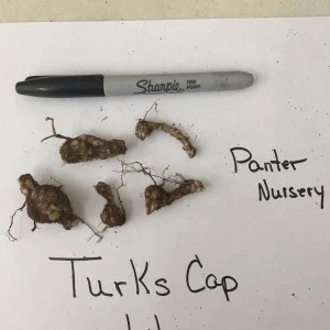 Turk's Cap Lily Bulbs - Lilium superbum - 5 Bare Root Bulbs - Outdoor Perennial Flower - Image 3