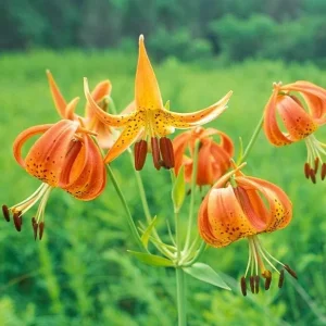 Turk's Cap Lily Bulbs - Lilium superbum - 5 Bare Root Bulbs - Outdoor Perennial Flower - Image 4