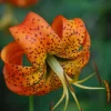 Turk's Cap Lily Bulbs - Lilium superbum - 5 Bare Root Bulbs - Outdoor Perennial Flower - Image 1