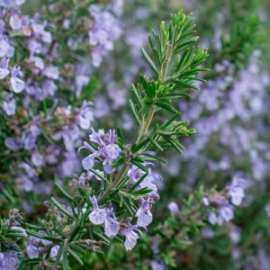 Tuscan Blue Rosemary Live Plants – Set of 3, 4-6