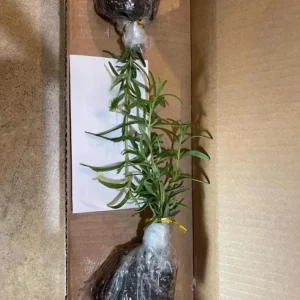 Tuscan Blue Rosemary Live Plants – Set of 3, 4-6