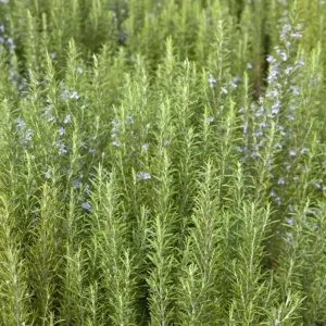 Tuscan Blue Rosemary Live Plants – Set of 3, 4-6