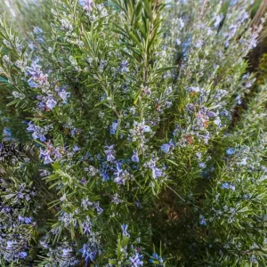 Tuscan Blue Rosemary Live Plants – Set of 3, 4-6
