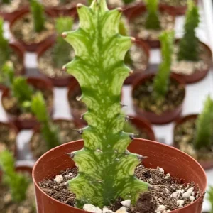 Variegated African Milk Tree Live Plant - Euphorbia Trigona - 3 inch Pot - Image 2