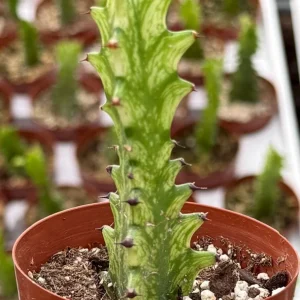 Variegated African Milk Tree Live Plant - Euphorbia Trigona - 3 inch Pot - Image 3