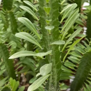 Variegated African Milk Tree Live Plant - Euphorbia Trigona - 3 inch Pot - Image 4