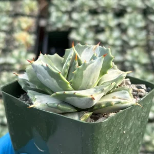 Variegated Agave Hoji Raijin Live Succulent Plant - Agave Isthmensis, 4 inch Pot, Indoor/Outdoor - Image 2