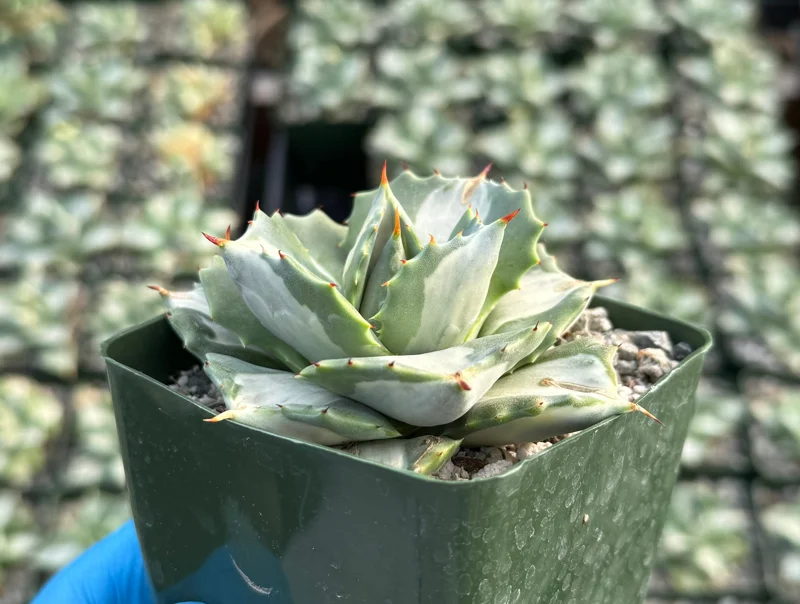 Variegated Agave Hoji Raijin Live Succulent Plant - Agave Isthmensis, 4 inch Pot, Indoor/Outdoor - Image 2