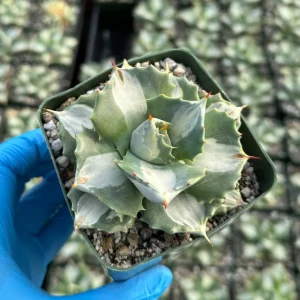 Variegated Agave Hoji Raijin Live Succulent Plant - Agave Isthmensis, 4 inch Pot, Indoor/Outdoor - Image 3