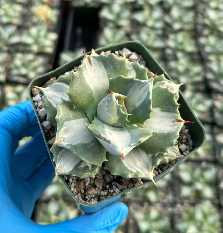 Variegated Agave Hoji Raijin Live Succulent Plant - Agave Isthmensis, 4 inch Pot, Indoor/Outdoor - Image 3