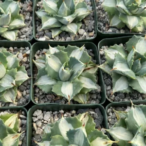 Variegated Agave Hoji Raijin Live Succulent Plant - Agave Isthmensis, 4 inch Pot, Indoor/Outdoor - Image 4