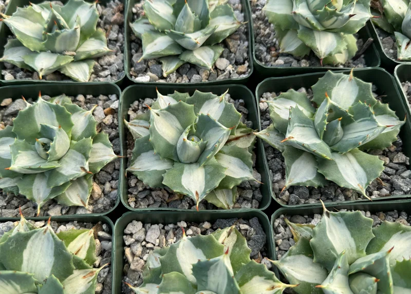 Variegated Agave Hoji Raijin Live Succulent Plant - Agave Isthmensis, 4 inch Pot, Indoor/Outdoor - Image 4