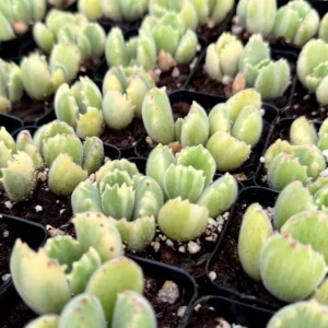 Variegated Bear Paw Succulent Live Plant - Cotyledon tomentosa variegata - 2in or 4in Pot - Image 1