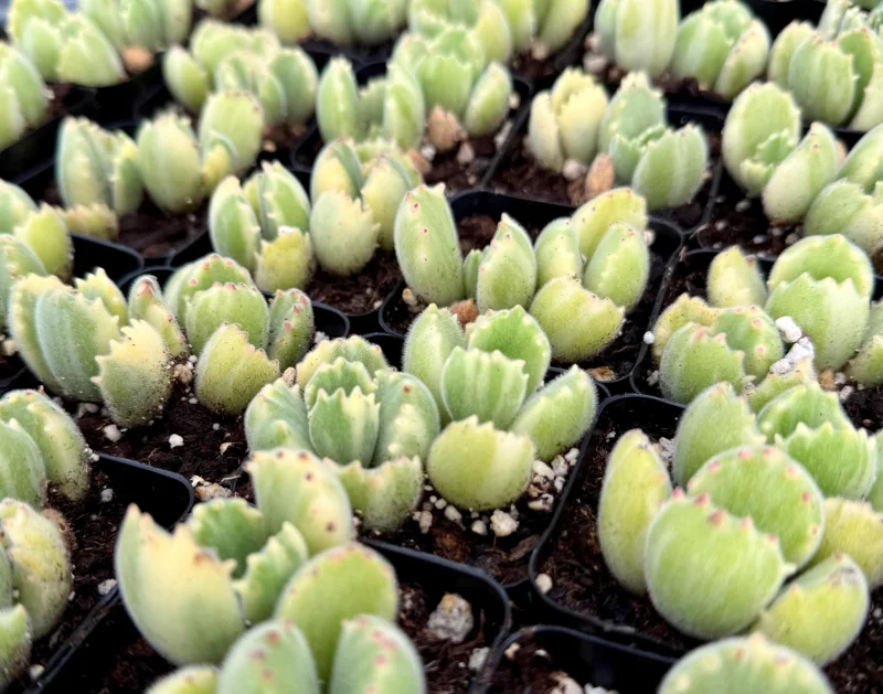 Variegated Bear Paw Succulent Live Plant - Cotyledon tomentosa variegata - 2in or 4in Pot - Image 1