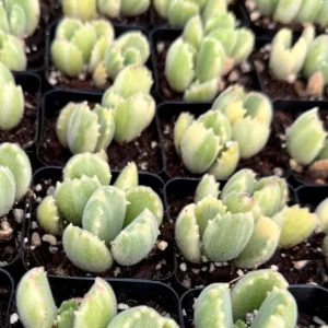 Variegated Bear Paw Succulent Live Plant - Cotyledon tomentosa variegata - 2in or 4in Pot - Image 2