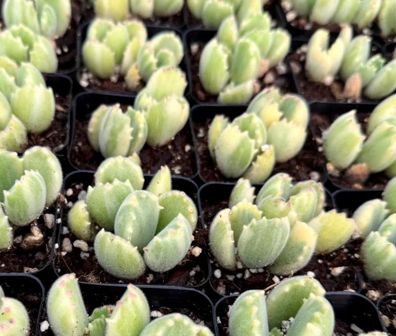 Variegated Bear Paw Succulent Live Plant - Cotyledon tomentosa variegata - 2in or 4in Pot - Image 2