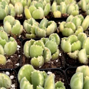 Variegated Bear Paw Succulent Live Plant - Cotyledon tomentosa variegata - 2in or 4in Pot - Image 3