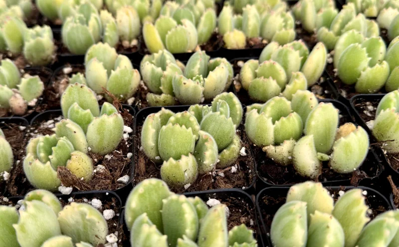 Variegated Bear Paw Succulent Live Plant - Cotyledon tomentosa variegata - 2in or 4in Pot - Image 3