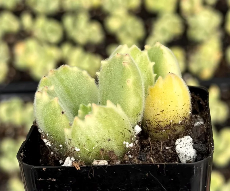 Variegated Bear Paw Succulent Live Plant - Cotyledon tomentosa variegata - 2in or 4in Pot - Image 4