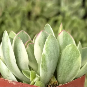 Variegated Crassula Swaziensis Live Succulent Plant - 'Money Maker' in 2 inch Pot - Image 2