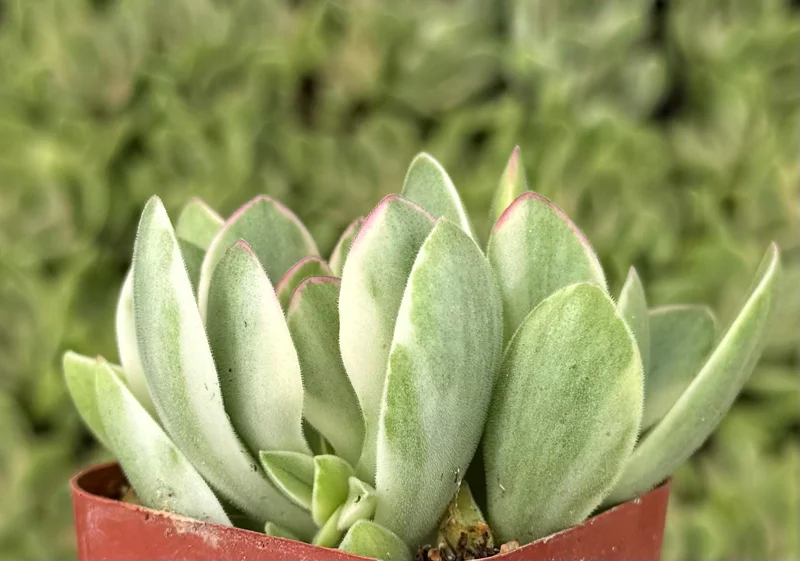 Variegated Crassula Swaziensis Live Succulent Plant - 'Money Maker' in 2 inch Pot - Image 2