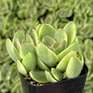 Variegated Crassula Swaziensis Live Succulent Plant - 'Money Maker' in 2 inch Pot - Image 3