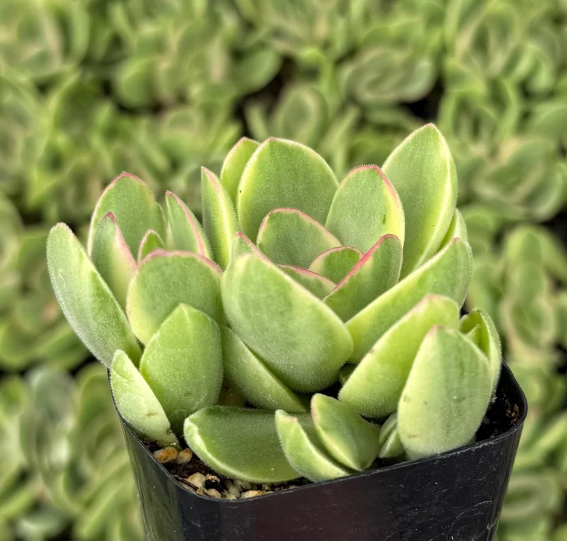 Variegated Crassula Swaziensis Live Succulent Plant - 'Money Maker' in 2 inch Pot - Image 3