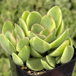 Variegated Crassula Swaziensis Live Succulent Plant - 'Money Maker' in 2 inch Pot - Image 4