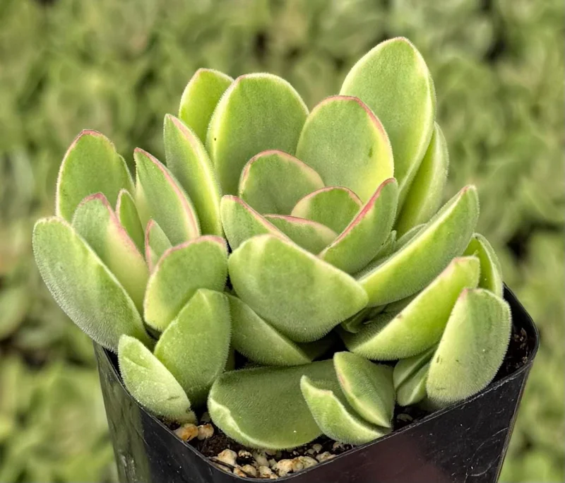 Variegated Crassula Swaziensis Live Succulent Plant - 'Money Maker' in 2 inch Pot - Image 4