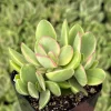 Variegated Crassula Swaziensis Live Succulent Plant - 'Money Maker' in 2 inch Pot - Image 1