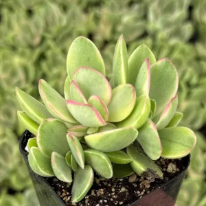 Variegated Crassula Swaziensis Live Succulent Plant - 'Money Maker' in 2 inch Pot - Image 1