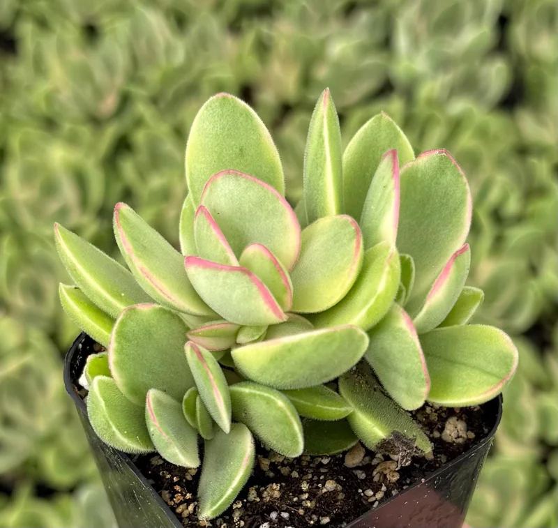 Variegated Crassula Swaziensis Live Succulent Plant - 'Money Maker' in 2 inch Pot - Image 1