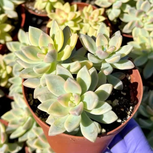 Variegated Ghost Plant Live Succulent - Pink & Green Foliage - 4 inch Pot - Image 2