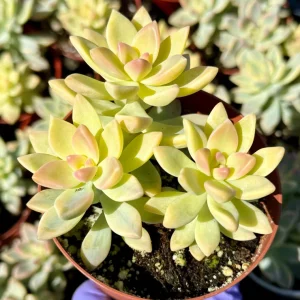 Variegated Ghost Plant Live Succulent - Pink & Green Foliage - 4 inch Pot - Image 1