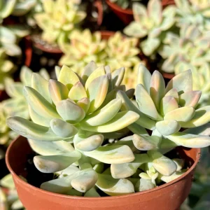 Variegated Ghost Plant Live Succulent - Pink & Green Foliage - 4 inch Pot - Image 3