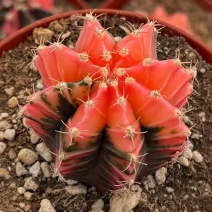 Variegated Gymnocalycium Cactus Live Plant - 4 inch Pot, Rooted, Colorful Indoor Succulent - Image 2