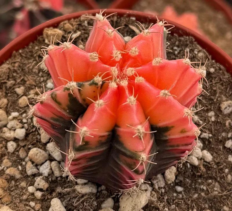 Variegated Gymnocalycium Cactus Live Plant - 4 inch Pot, Rooted, Colorful Indoor Succulent - Image 2