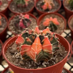 Variegated Gymnocalycium Cactus Live Plant - 4 inch Pot, Rooted, Colorful Indoor Succulent - Image 3