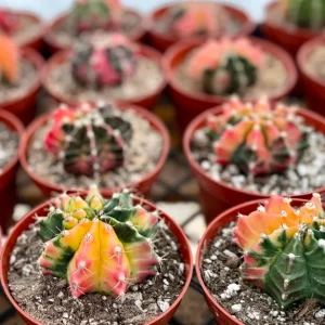 Variegated Gymnocalycium Cactus Live Plant - 4 inch Pot, Rooted, Colorful Indoor Succulent - Image 4
