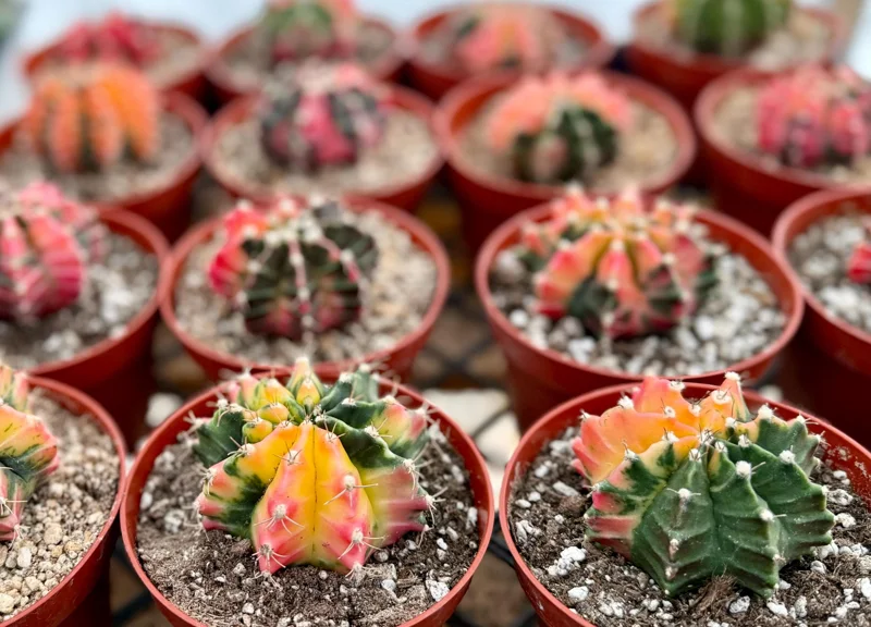 Variegated Gymnocalycium Cactus Live Plant - 4 inch Pot, Rooted, Colorful Indoor Succulent - Image 4